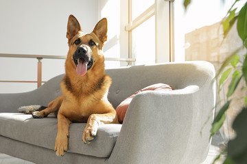 Best Sofa For Dogs